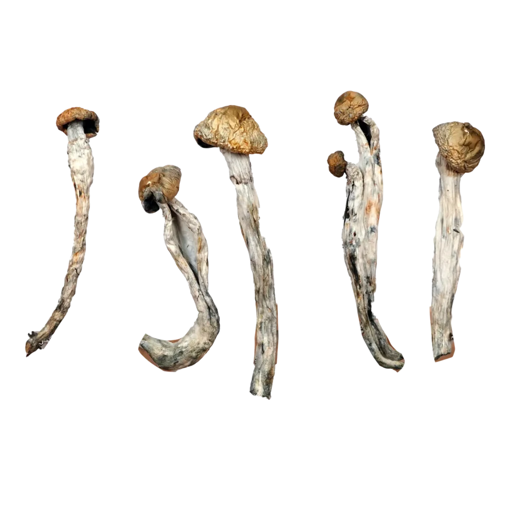 African Transkei – Magic Mushrooms
