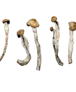 African Transkei – Magic Mushrooms