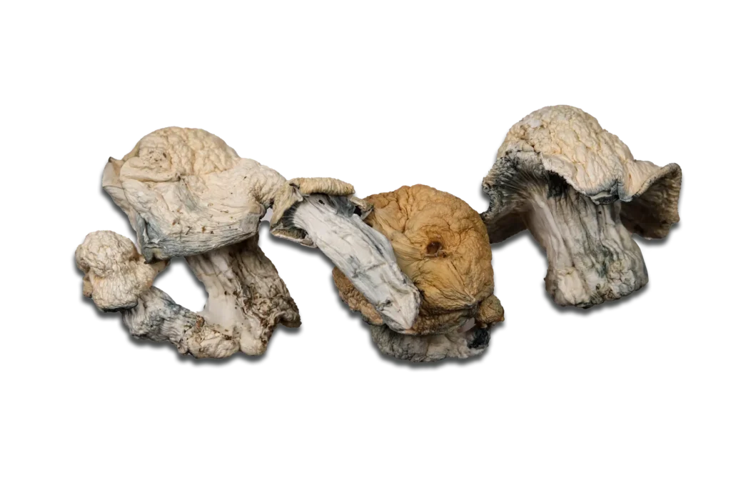 Albino Jedi Mind Fuck Magic Mushrooms