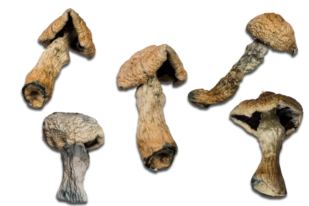Albino Penis Envy Magic Mushrooms