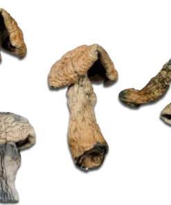 Albino Penis Envy Magic Mushrooms