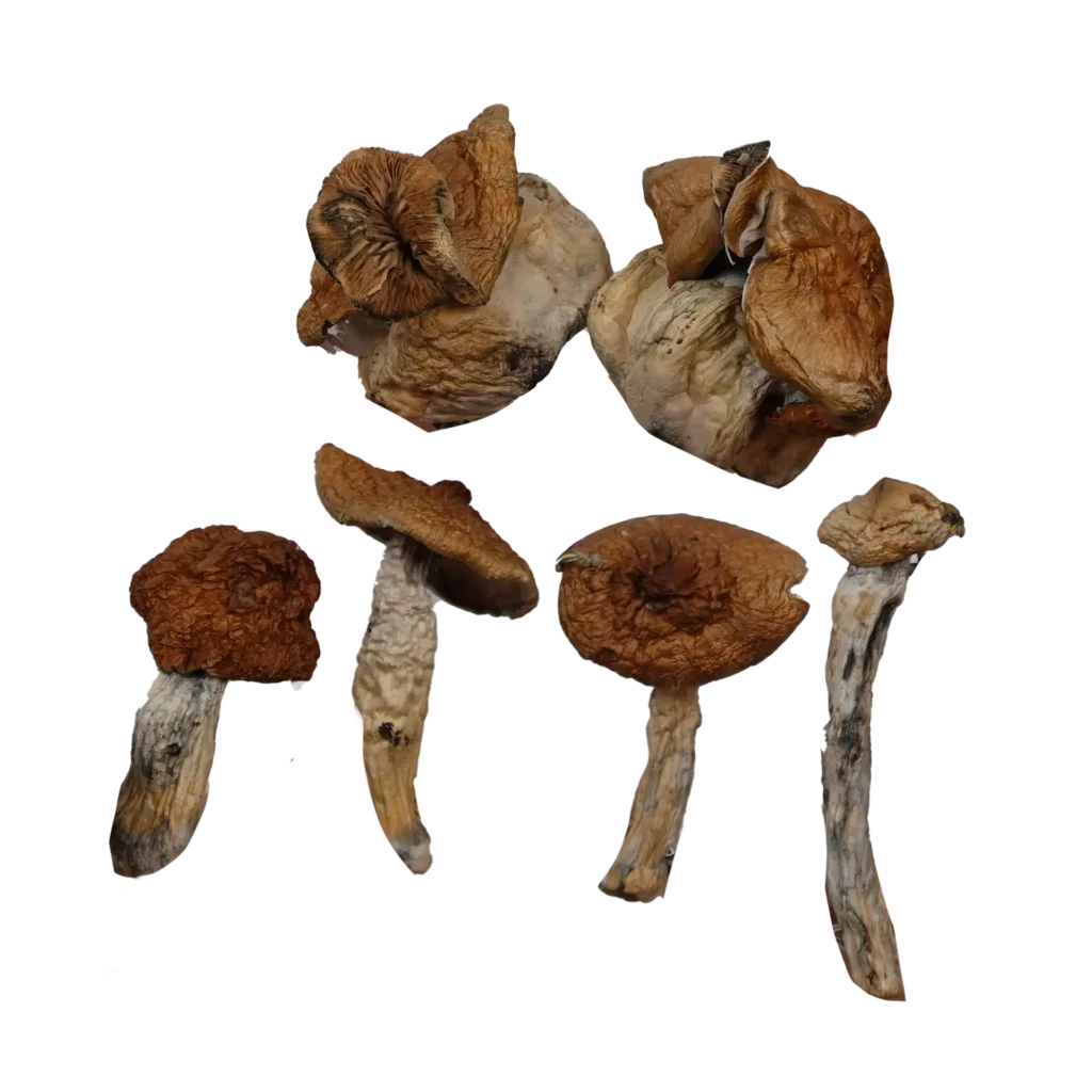 B+ Mushrooms – Magic Mushrooms