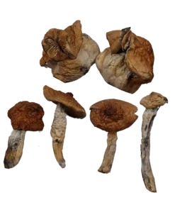 B+ Mushrooms – Magic Mushrooms