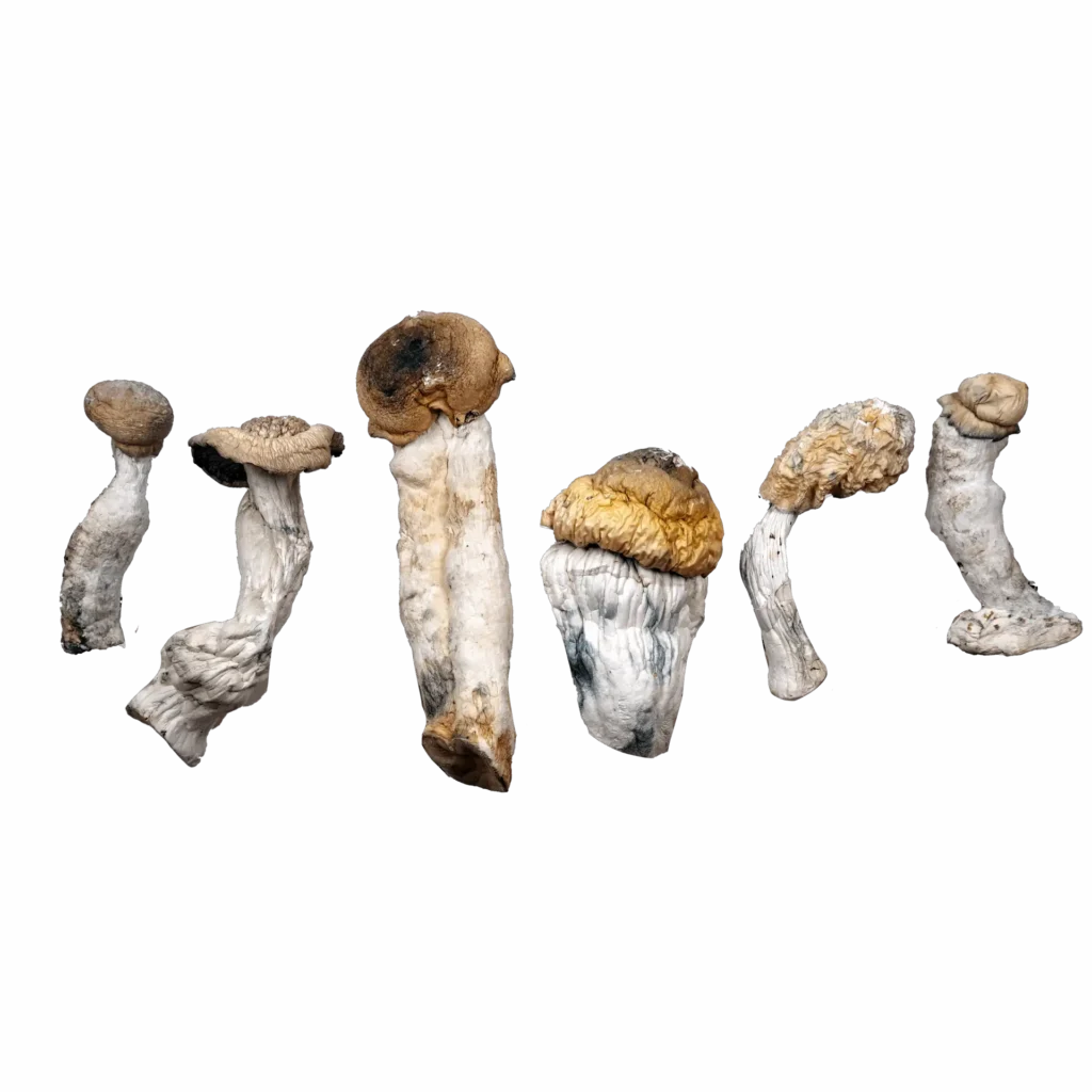 Blue God Magic Mushrooms