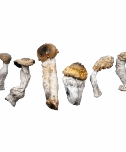 Blue God Magic Mushrooms