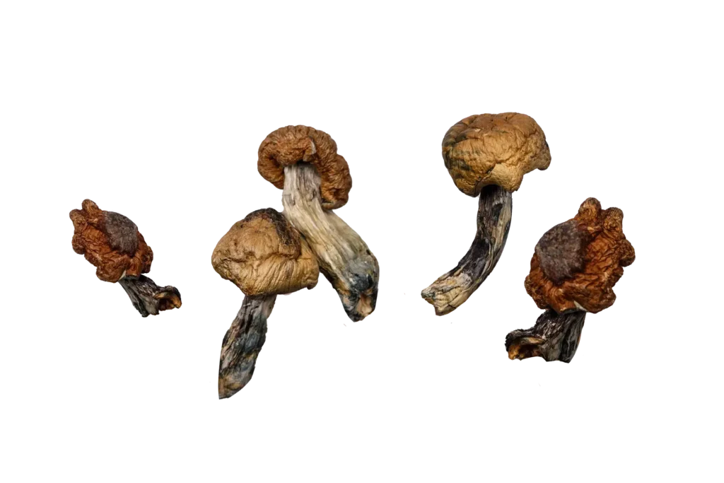 Blue Meanies (Live Psilocybin)