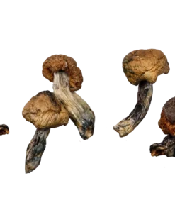 Blue Meanies (Live Psilocybin)