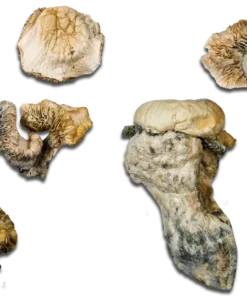 Cosmic Ghost Rider Magic Mushrooms