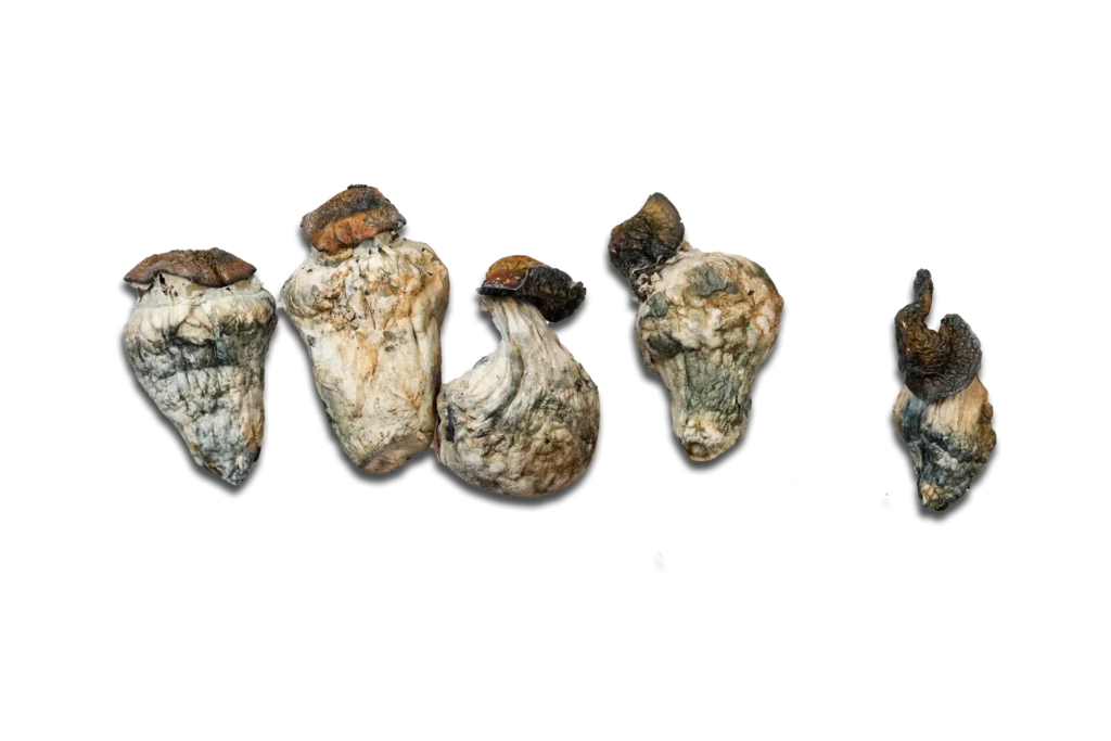 Dino Eggs Magic Mushrooms