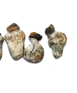 Dino Eggs Magic Mushrooms