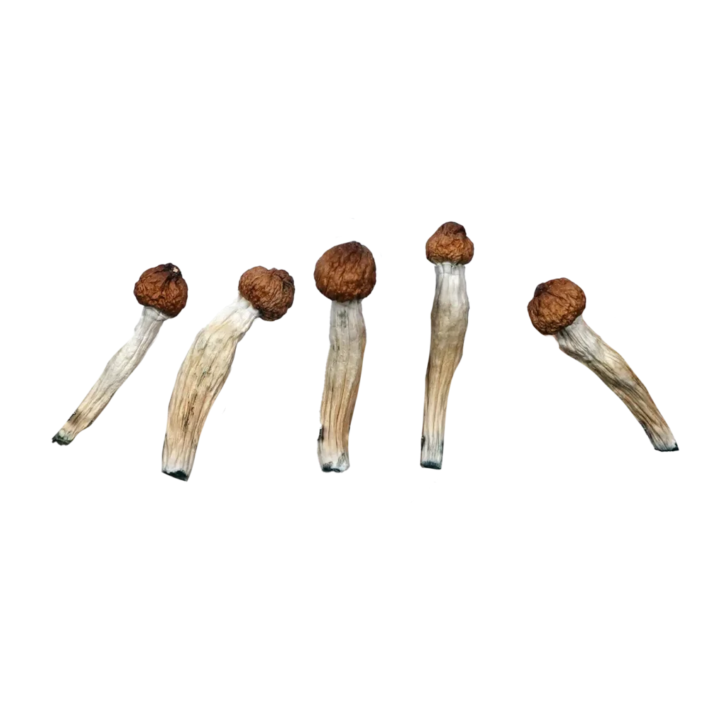 Extra Terrestrial of the 4th Kind – Magic Mushrooms