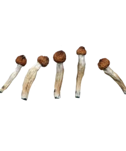 Extra Terrestrial of the 4th Kind – Magic Mushrooms