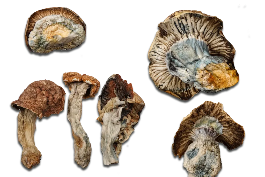 Gold Member Magic Mushrooms