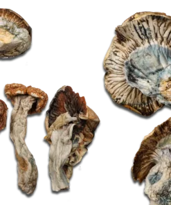 Gold Member Magic Mushrooms