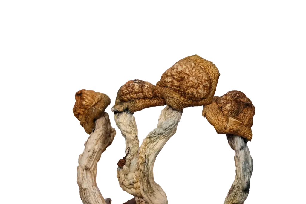Golden Emperor – Magic Mushrooms