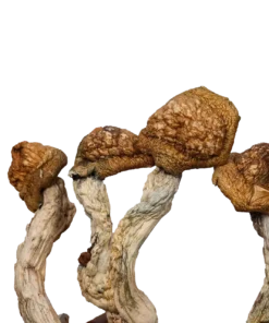 Golden Emperor – Magic Mushrooms