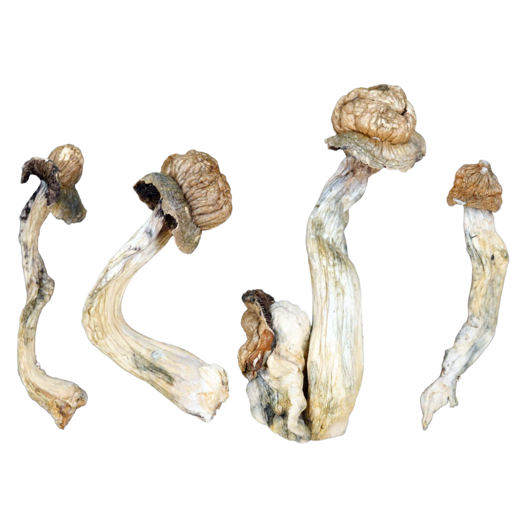Goliath Penis Envy Magic Mushrooms
