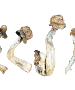 Goliath Penis Envy Magic Mushrooms