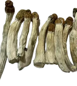 Melmec Penis Envy Magic Mushrooms