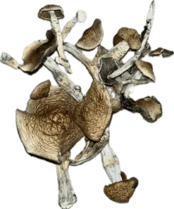 Aztec Magic Mushrooms