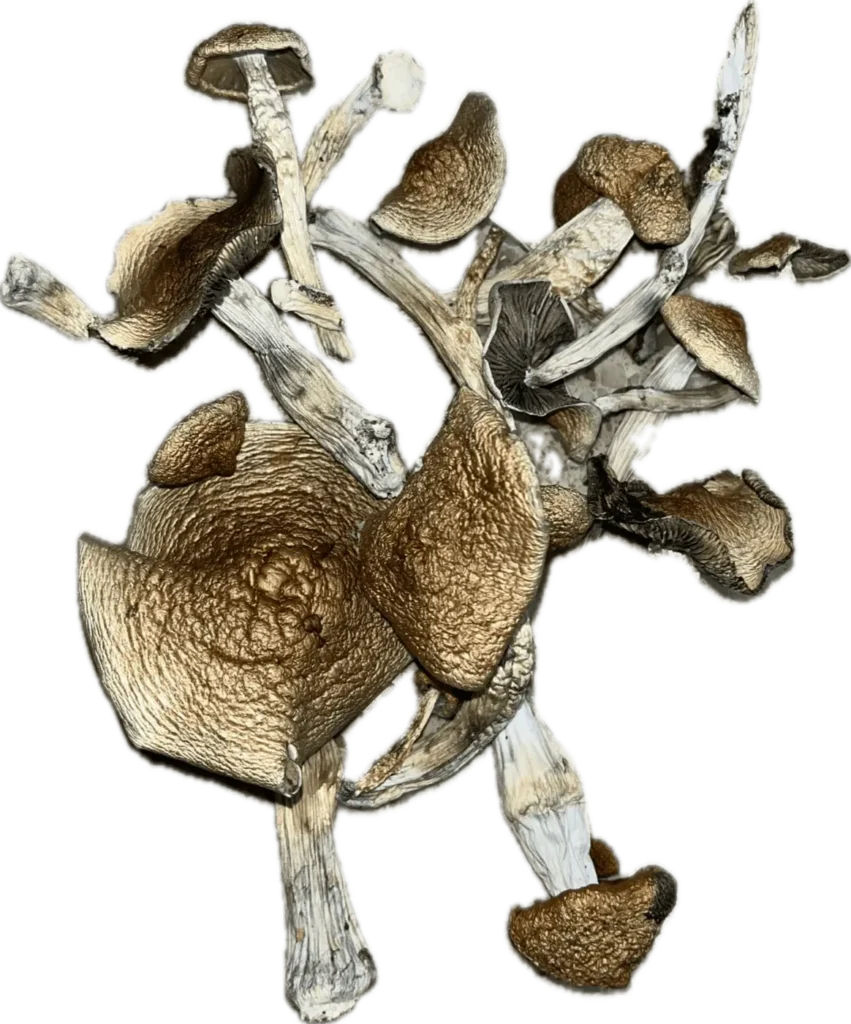 Aztec Magic Mushrooms