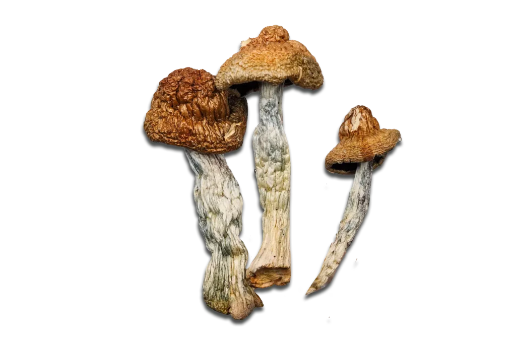 Jedi Mind Fuck Magic Mushrooms