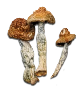 Jedi Mind Fuck Magic Mushrooms