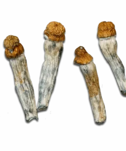 Melmac Magic Mushrooms