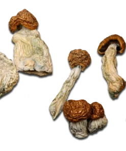 Penis Envy #7 Magic Mushrooms