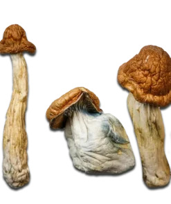 P.E. Great Pumpkin Magic Mushrooms