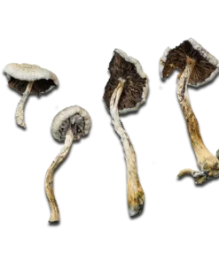 Super Strength Natalensis Magic Mushrooms