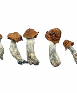 Texas Penis Envy Magic Mushrooms