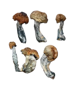 Tidal Wave Magic Mushrooms