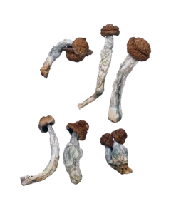 Trinity Magic Mushrooms