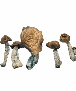Yeti Magic Mushrooms